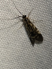 Macrostemum carolina