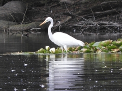 Ardea alba alba