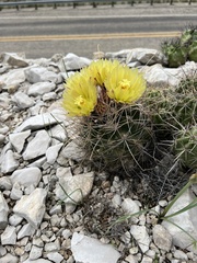 Hamatocactus hamatacanthus hamatacanthus