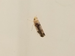 Cicadellidae