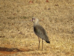 Vanellus chilensis
