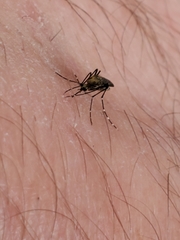 Aedes taeniorhynchus