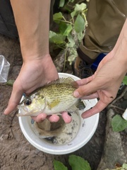 Ambloplites rupestris