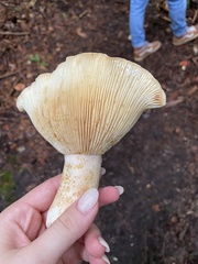 Russula brevipes