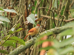 Thamnophilus doliatus