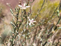 Stephanomeria pauciflora