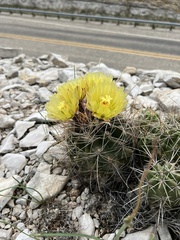 Hamatocactus hamatacanthus hamatacanthus