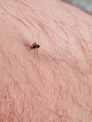 Aedes taeniorhynchus