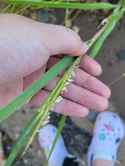 Sporobolus alterniflorus