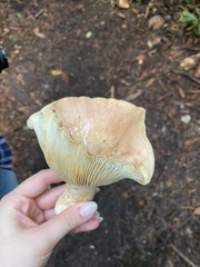 Russula brevipes