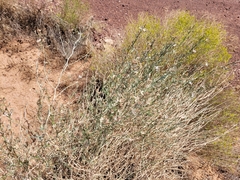 Stephanomeria pauciflora