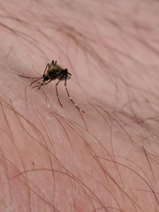 Aedes taeniorhynchus