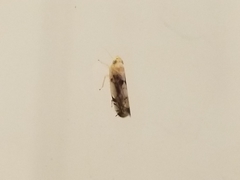 Cicadellidae