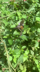 Xylocopa virginica virginica
