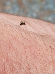 Aedes taeniorhynchus