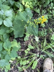 Solidago flexicaulis