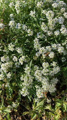 Lobularia maritima