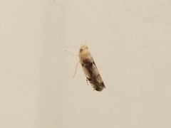 Cicadellidae