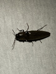 Orthostethus infuscatus