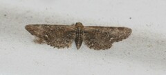 Eupithecia vulgata
