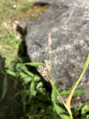 Persicaria maculosa