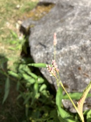 Persicaria maculosa
