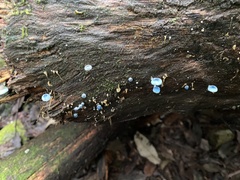 Mycena interrupta