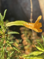 Diplacus aurantiacus