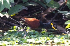 Jacana spinosa