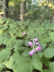 Hylodesmum glutinosum