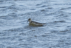 Phalaropus fulicarius