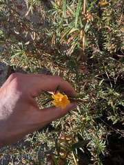 Diplacus aurantiacus