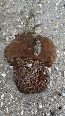 Phlyctenactis tuberculosa