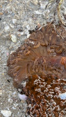 Phlyctenactis tuberculosa