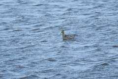 Phalaropus fulicarius