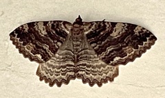 Triphosa