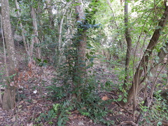 Ligustrum lucidum