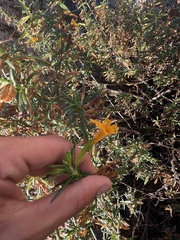 Diplacus aurantiacus