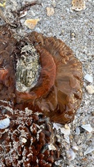 Phlyctenactis tuberculosa