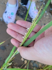 Sporobolus alterniflorus