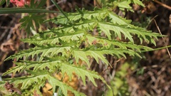 Filipendula vulgaris