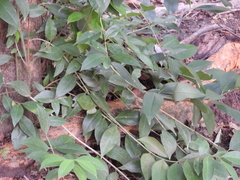 Ligustrum lucidum
