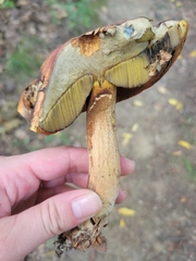 Boletus subvelutipes