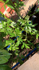 Petroselinum crispum