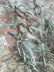 Diplacus aurantiacus