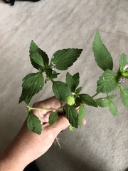 Galeopsis