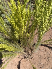 Artemisia biennis