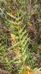Filipendula vulgaris