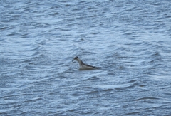 Phalaropus fulicarius