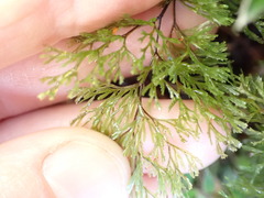 Hymenophyllum multifidum
